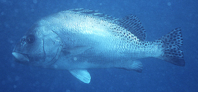 Plectorhinchus pictus